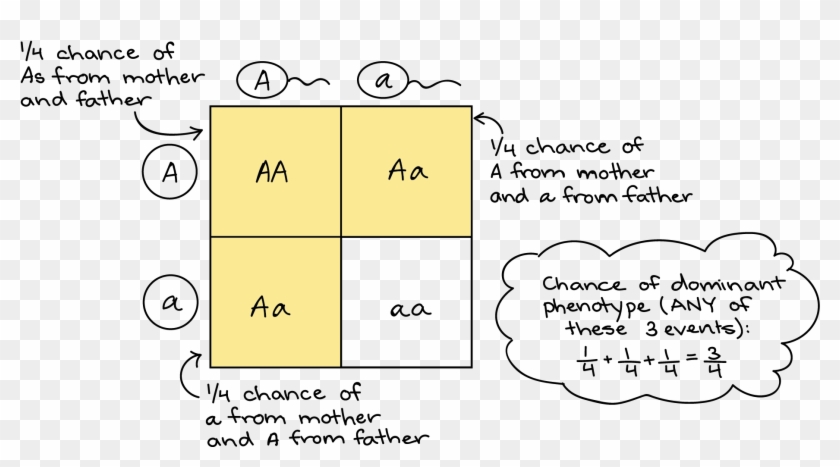 Monohybrid Squares Khan Academy - Punnett Square Clipart