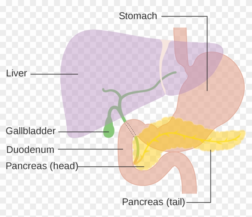Liver Diagram - - Gall Bladder Creative Commons Clipart