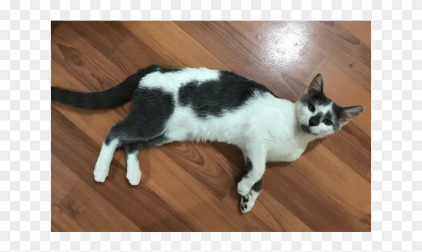 Donate To Petrescue - Domestic Short-haired Cat Clipart