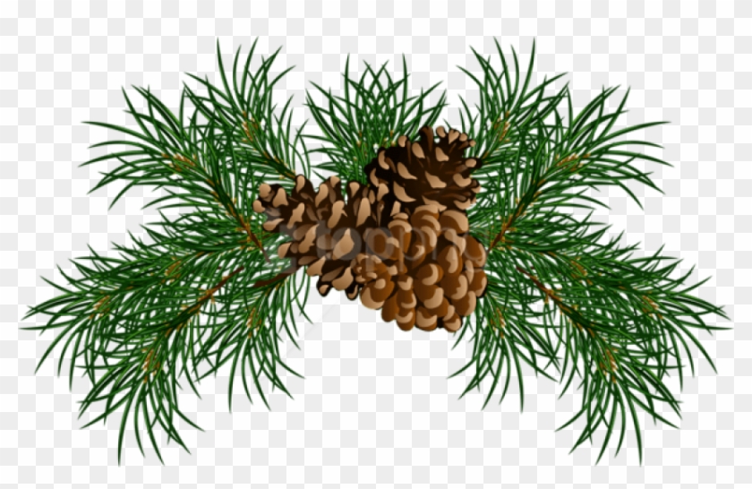 Free Png Pine Branches With Pine Cones Png Images Transparent - Pine Needle Clip Art #2157694