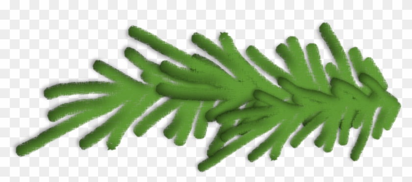 Transparent Pine Branch - Shortleaf Black Spruce Clipart