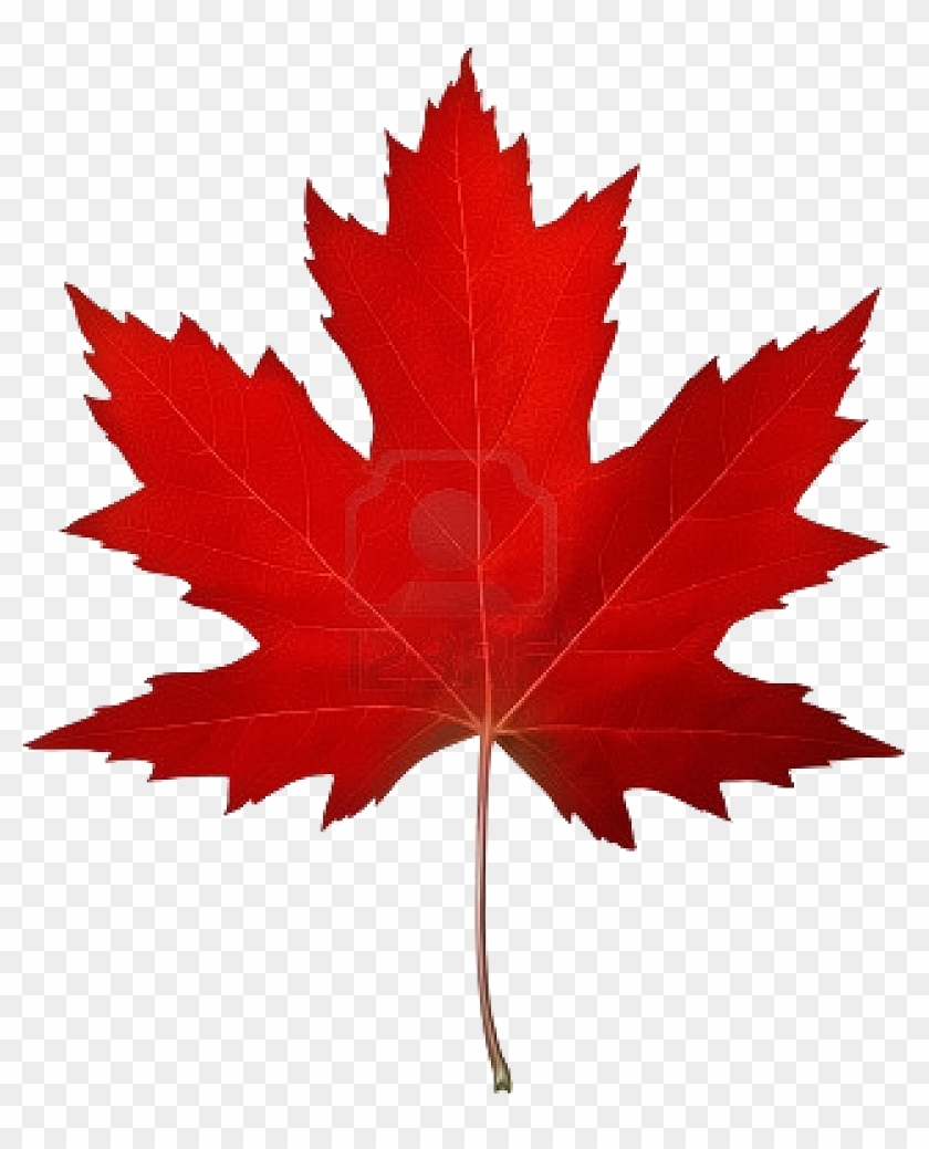 Gold Silver Palladium Amp Platinum Price Chart Html - Red Maple Leaf Clipart #2159186