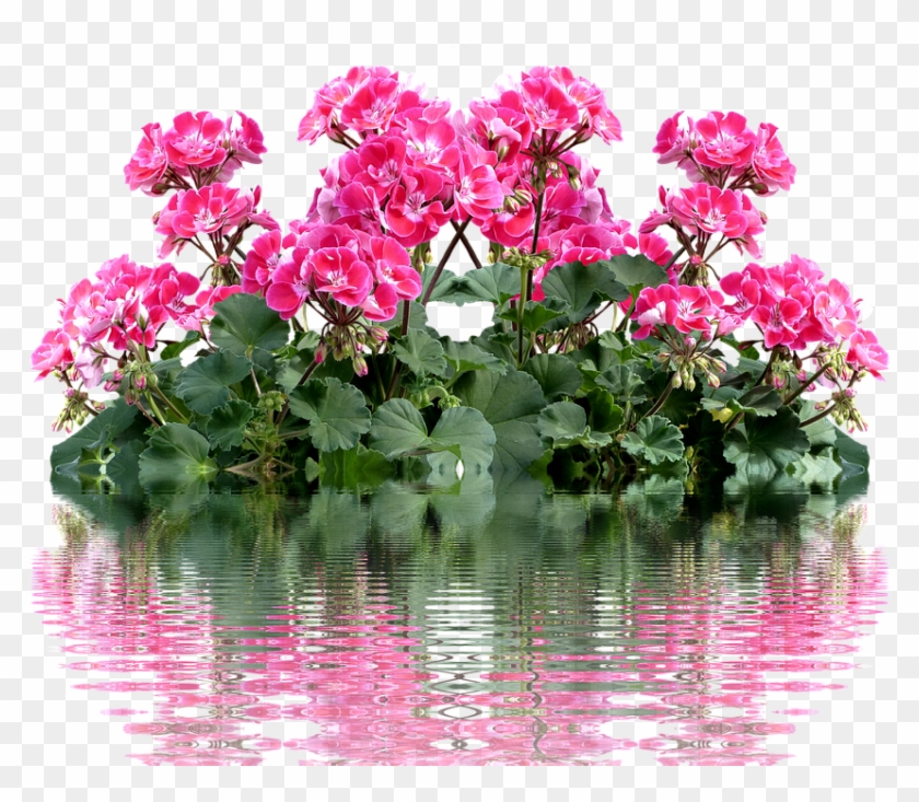 Geranium, Balkonblumen, Summer, Balcony Plant, Flower - Geraniums Clipart