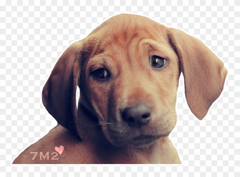 #dog #sad #freetoedit - Dog Yawns Clipart