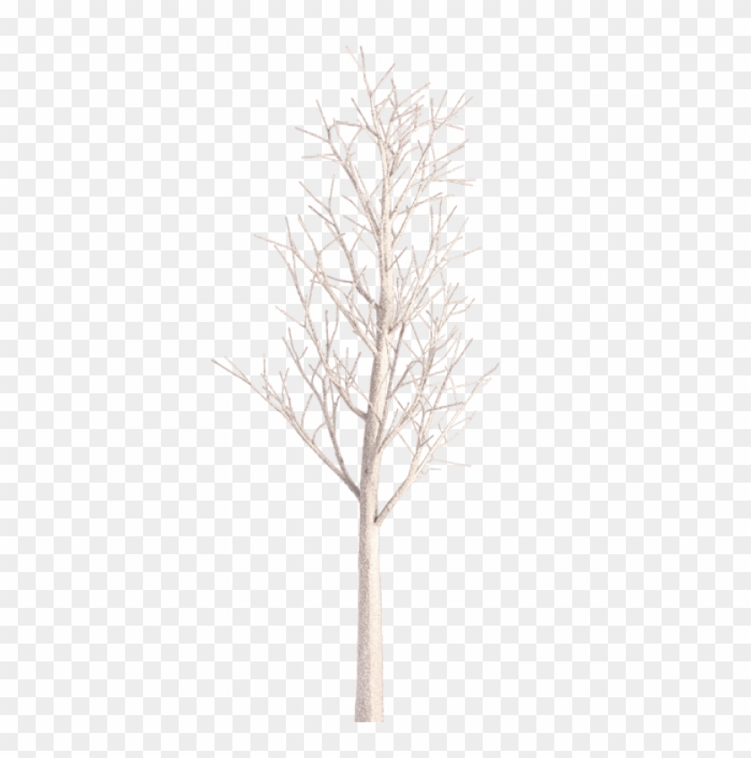 V - 3 - 9 200 - 6 Kbytes - Birch Leaves - File Pc - Canoe Birch Clipart