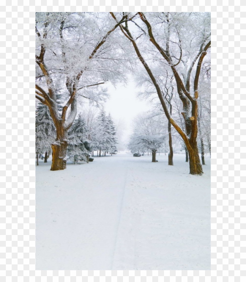 #background #winter #snow #trees #christmas #sticker - Snowy Background Clipart