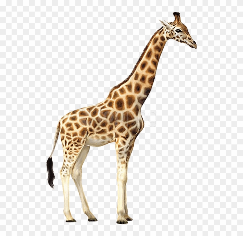 Free Png Download Giraffe Png Images Background Png - Giraffe Png Clipart #2164573