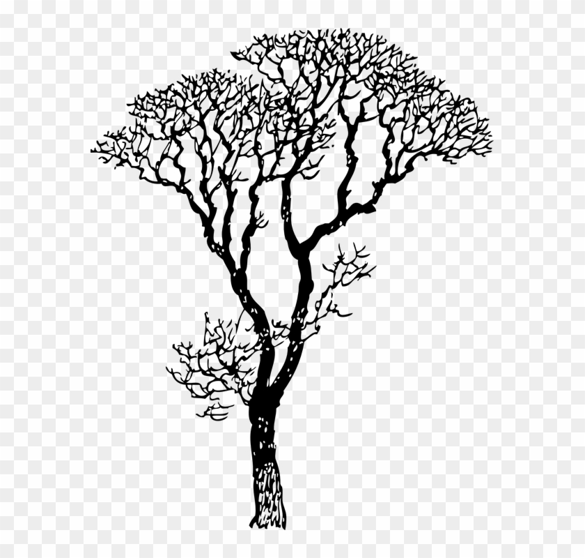 Deciduous Deciduous Tree Tree Tree Branches - Tree Black And White Clipart #2165457