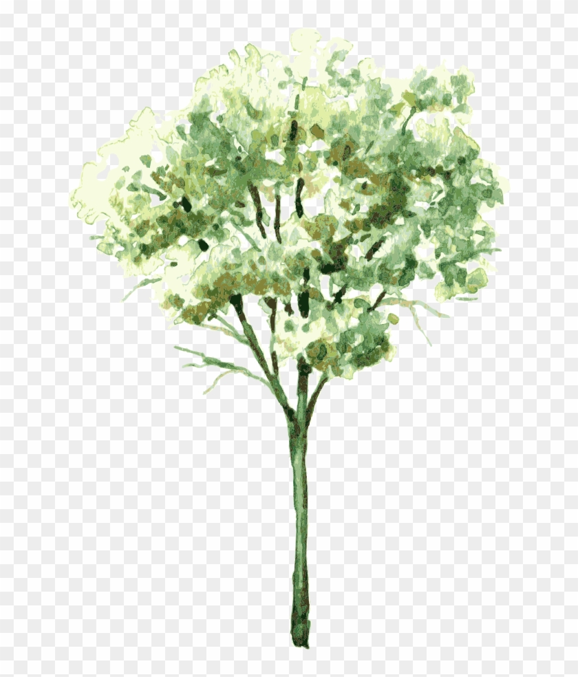 Banner Transparent Watercolor Painting Tree Trees Treetrees - Water Color Trees Png Clipart #2165653