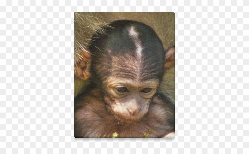 Orangutan Clipart #2166540