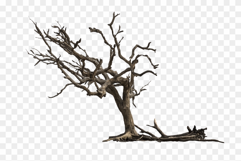 Dead Tree Clipart Desert Png Transparent Png