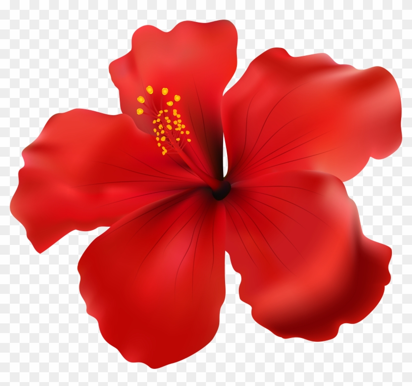 Hibiscus Red Transparent Png Clip Art Image #2169886