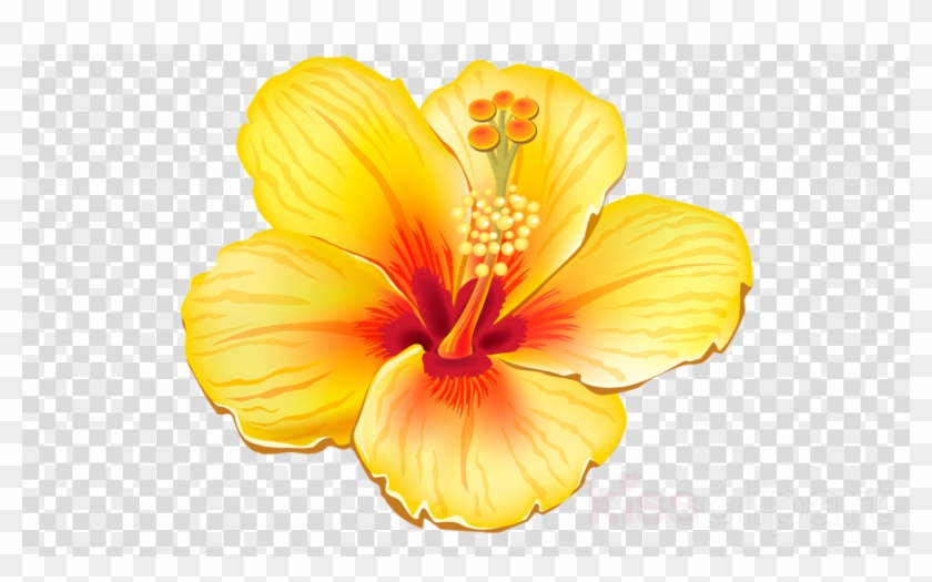 Tropical Flower Png Clipart Clip Art - Transparent Tropical Flower Clipart #2170000