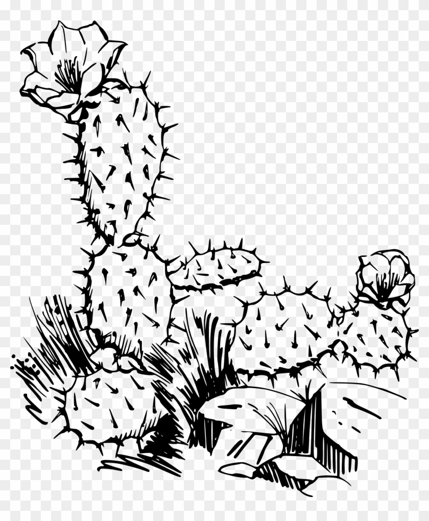 Big Image - Cactus Clipart Images Black And White - Png Download #2170313