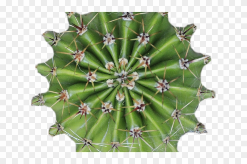 Cactus Clipart Texture - Cactus Plants Top View - Png Download #2170382