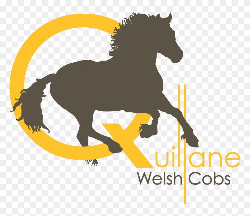 Quillane Welsh Cobs - Mane Clipart