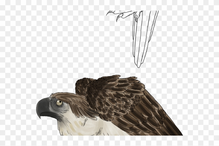 Original - Art Drawing Of Philippine Eagle Clipart