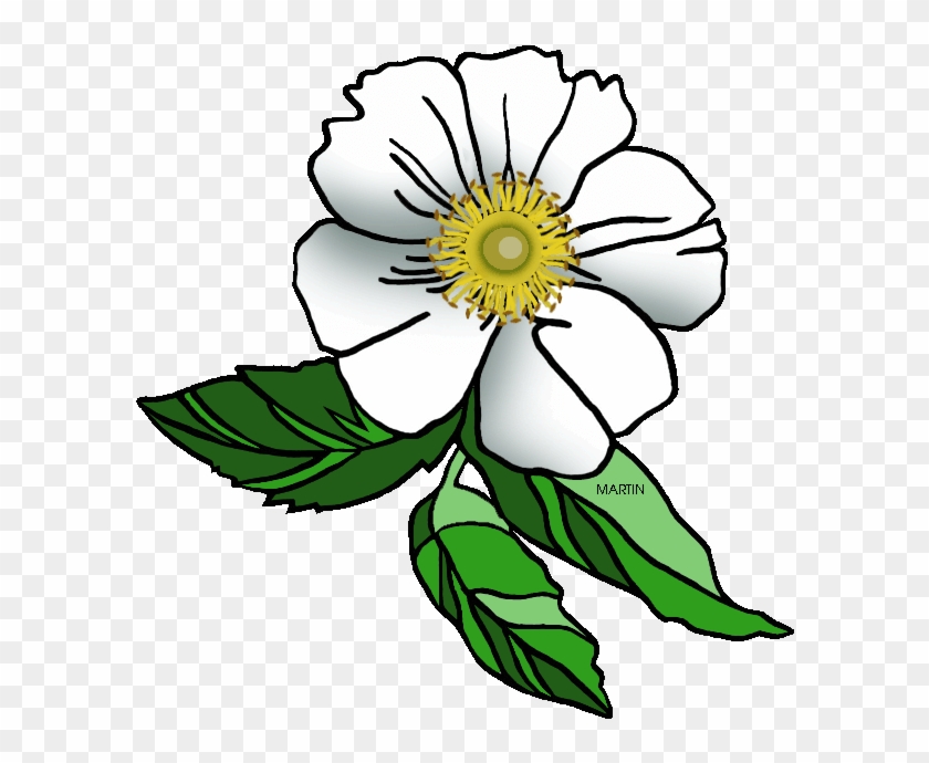 Georgia Cliparts - Cherokee Rose Clip Art - Png Download