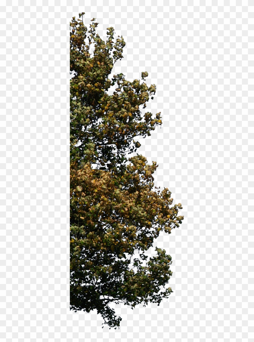Tree Corner 2 Png - Corner Tree Png Clipart #2174650