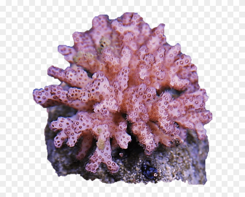 Coral Png - Pink Pocillopora Coral Clipart