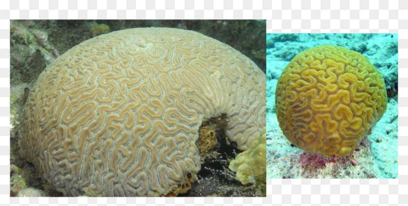Invertebrates Id - Hard Coral Great Barrier Reef Clipart