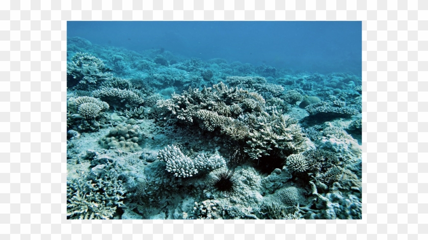 Substrate Coating Corals On The Reef Honden, Depth - Marine Biology Clipart #2175657