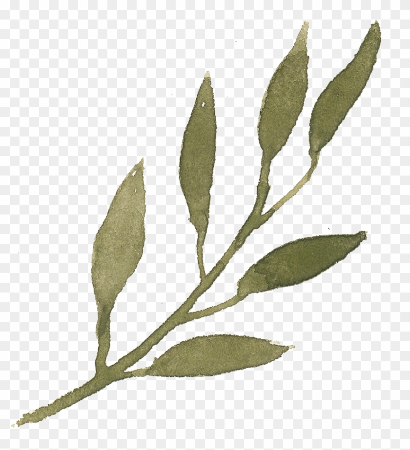 What Does That Brush Do - Olive Leaves Png Clipart