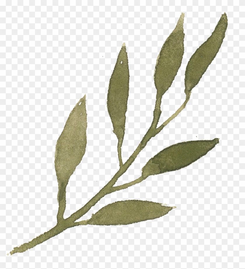 What Does That Brush Do - Olive Leaves Png Clipart #2175699