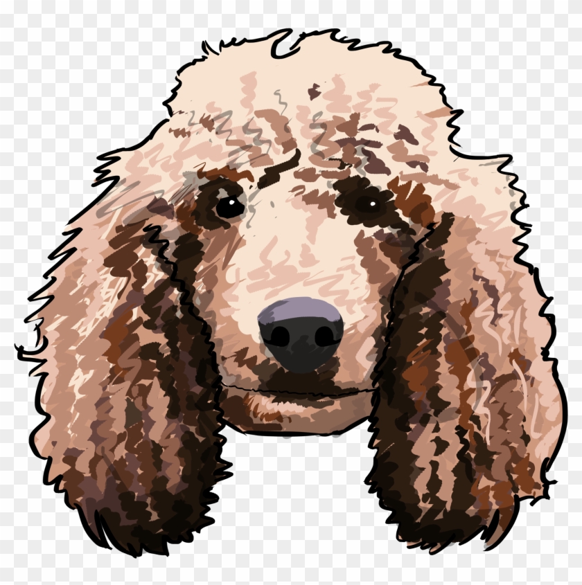 Standard Poodle Clipart #2176647