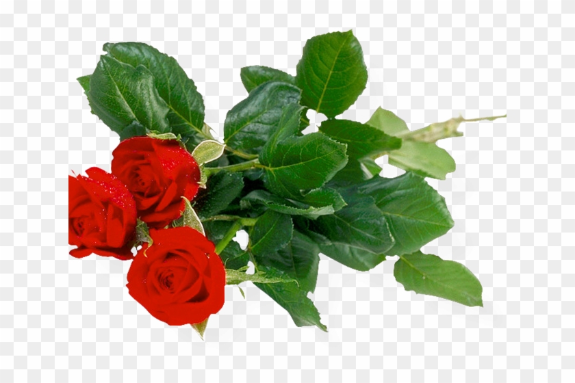 Rose Bush Clipart Anime Rose - Png Download