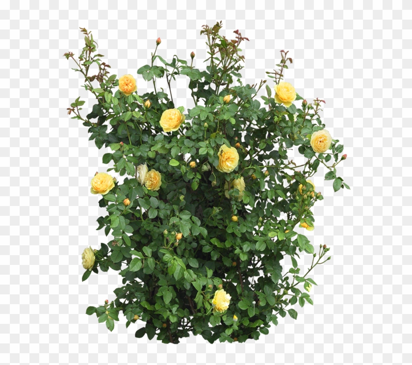 Róże Png - Yellow Rose Bush Png Clipart