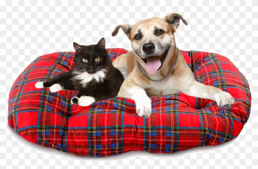 Dog Sitting Png Clipart #2179869