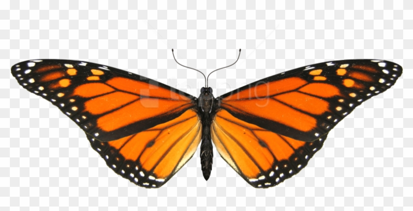 Free Png Download Butterfly Small Wings Png Images - Monarch Butterfly Transparent Background Clipart