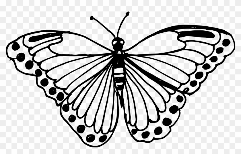 Transparent Butterfly Images - Butterfly Drawing Clipart
