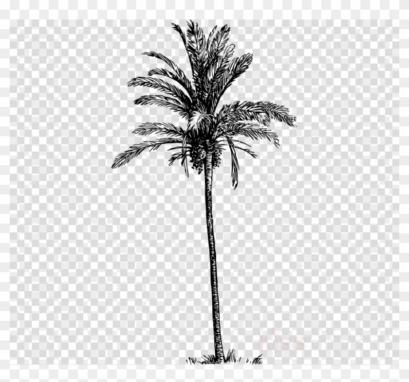 Download Watercolor Painting Clipart Asian Palmyra - Tree Png For Photoshop Transparent Png