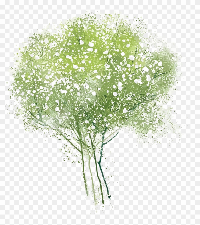 Adobe Watercolor Tree Transprent Png Free Download - ดอกไม้ การ์ตูน สี น้ำ Clipart #2181179