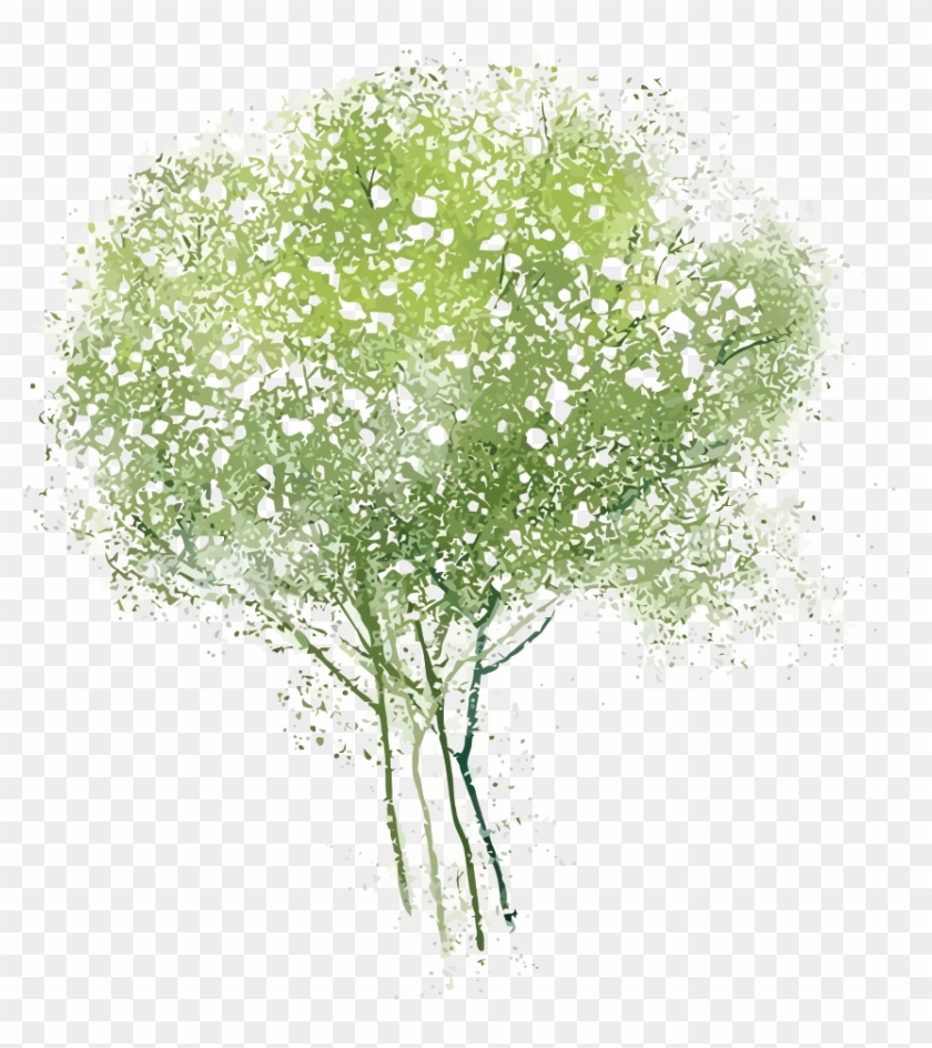 Adobe Watercolor Tree Transprent Png Free Download - ดอกไม้ การ์ตูน สี น้ำ Clipart
