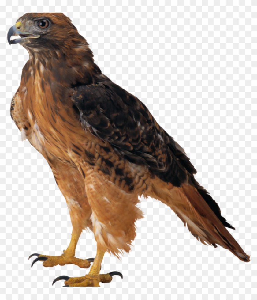 Falcon Clipart Falcon Png Clipart Best Web Clipart - Eagle Png Transparent Png