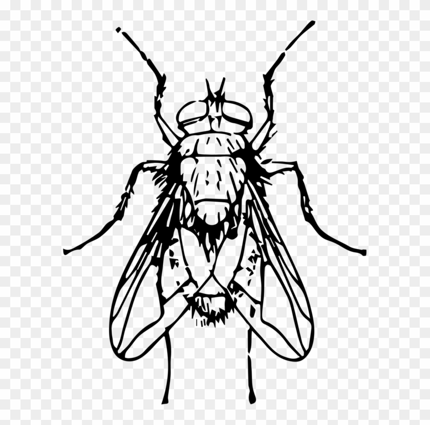 Drawing Line Art Insect Fly Blow Flies - Blow Fly Clip Art - Png Download