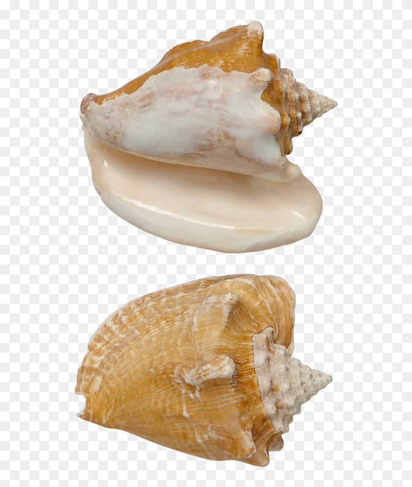 Milk Conch Shell Seashell 5-6" , Png Download - Shell Clipart
