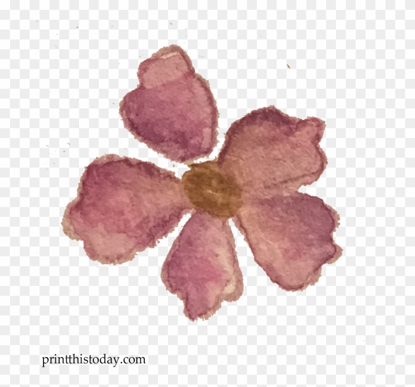Watercolor Flower - Mayflower Clipart #2181732