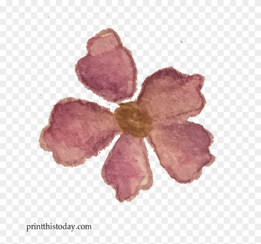 Watercolor Flower - Mayflower Clipart