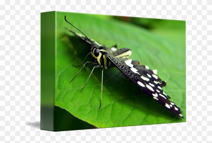Green Flying Insect With Transparent Wings - Macro Photography Clipart