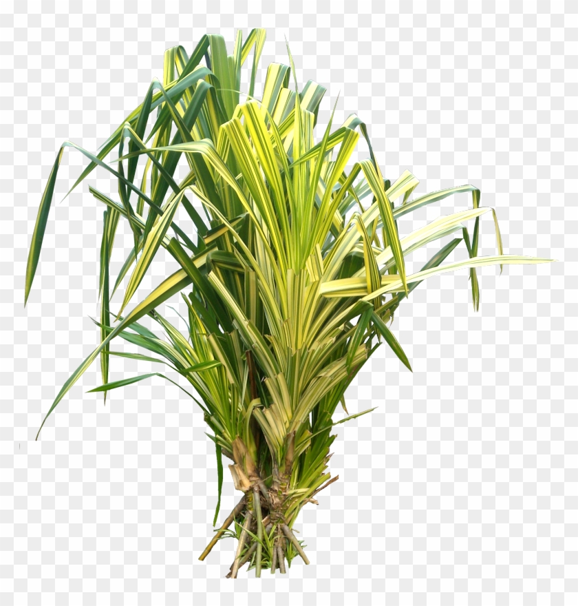 Shrub Clipart Tropical Bush - Pandanus Palm Png Transparent Png