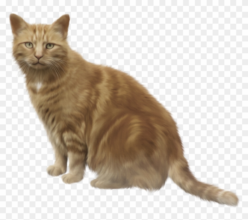 Black Cat Clipart Decoration - You Know What This House Is Missing - Png Download