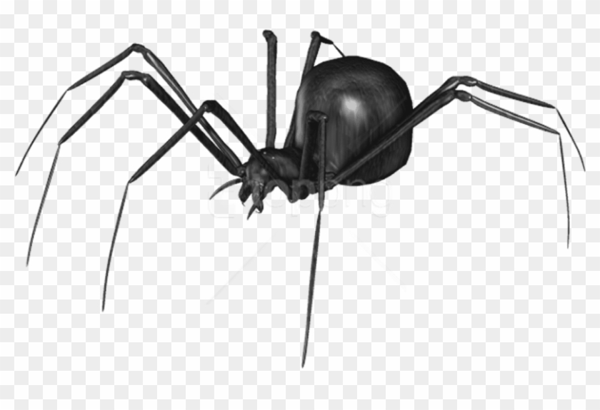 Free Png Download Spider Clipart Png Photo Png Images - Transparent Widow Spider Png