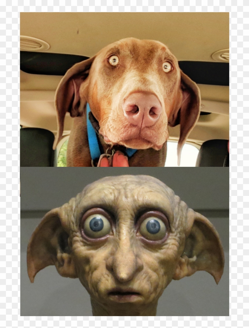 Dobie - - - Dobby Hmmmm - Vizsla Clipart #2184244