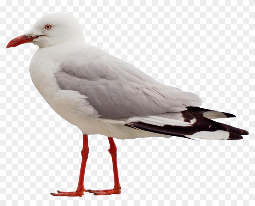Download Png Image Report - Seagull Png Clipart