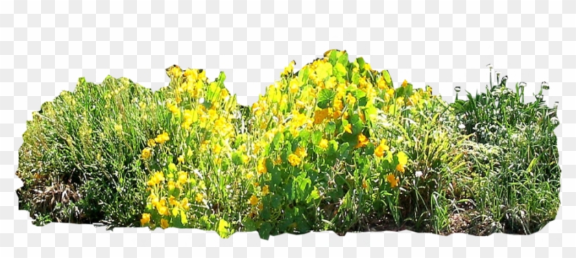 900 X 450 10 0 - Border Garden Png Clipart #2187912