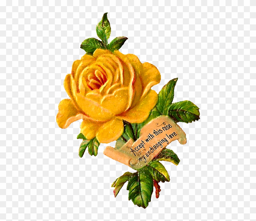 Yellow Rose Clip Art - Floribunda - Png Download #2190213